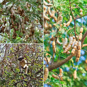 Puspita Nursery Sweet Tamarind (Grafted) - Fruit Plants & Tree